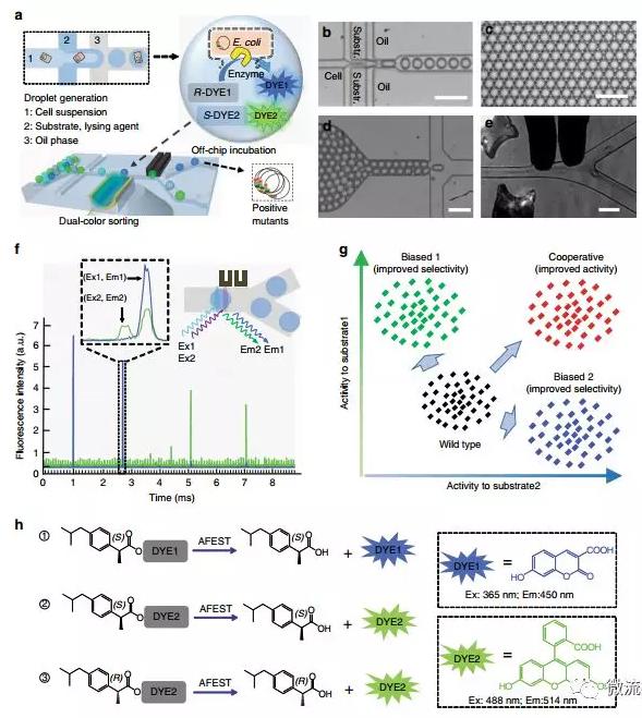 Nat. Commun. 微流控液滴篩選技術(shù)：上海交通大學(xué)楊廣宇團(tuán)隊(duì)在酶立體選擇性超高通量篩選體系取得突破性進(jìn)展