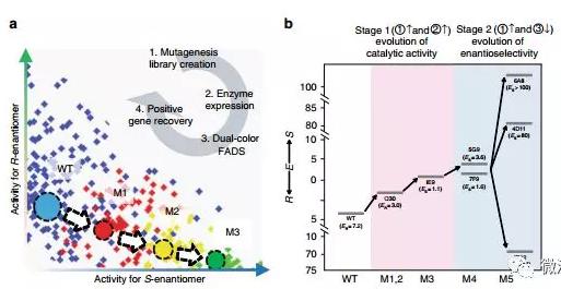 Nat. Commun. 微流控液滴篩選技術(shù)：上海交通大學(xué)楊廣宇團(tuán)隊(duì)在酶立體選擇性超高通量篩選體系取得突破性進(jìn)展