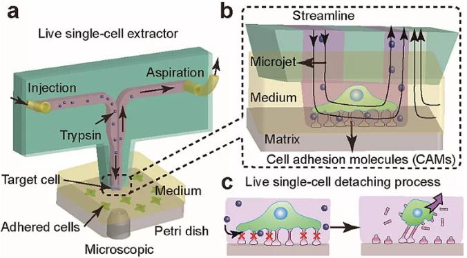 圖1. 基于微流控芯片的單細胞提取與原位分析技術。