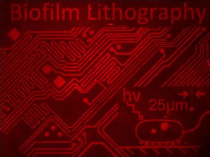 用細(xì)菌群落制作復(fù)雜的圖像