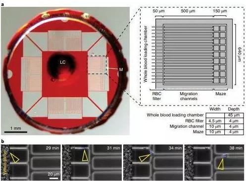 利用一滴稀釋的血液，通過微流體設(shè)備測定中性粒細(xì)胞自發(fā)的運動。