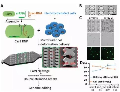 微流控芯片技術(shù)助力免疫治療，將CRISPR體系傳遞到人類T細胞