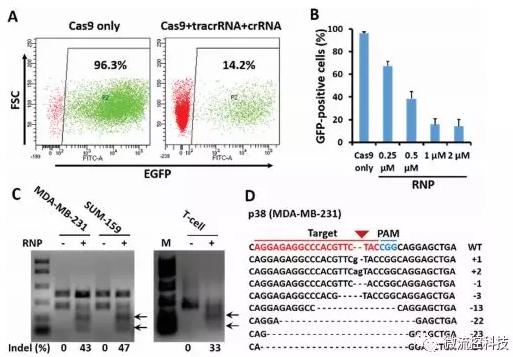 微流控芯片技術(shù)助力免疫治療，將CRISPR體系傳遞到人類T細胞