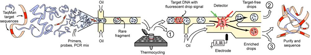 用于目標(biāo)基因富集的基于液滴的微流體系統(tǒng) 用于目標(biāo)基因富集的基于液滴的微流體系統(tǒng)