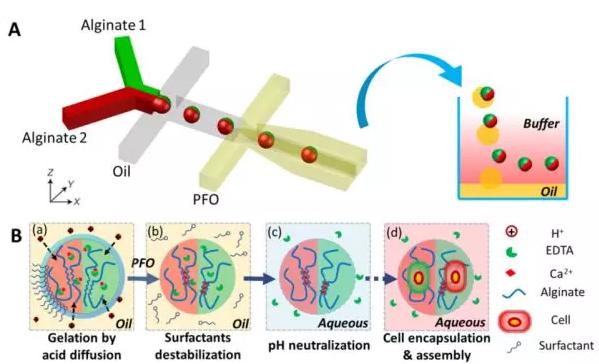 圖1 微流控液滴技術制備可控微觀結構的多瓣微凝膠。