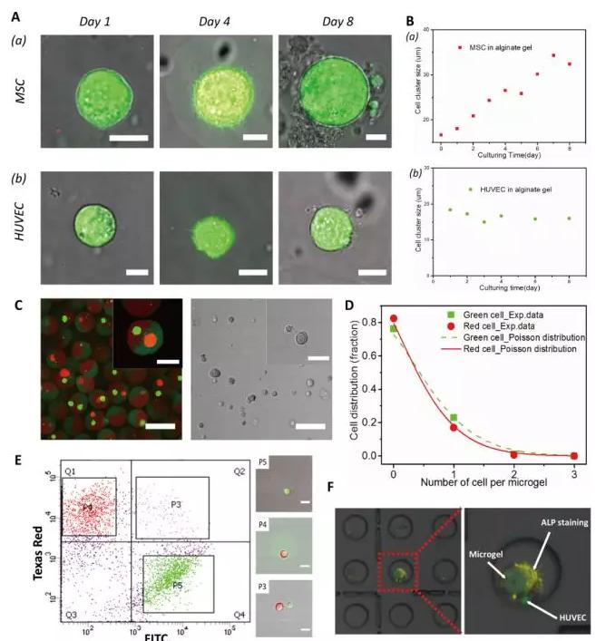 圖2 以多瓣結構微凝膠為三維基質(zhì)實現(xiàn)不同種類單個細胞的組裝和共培養(yǎng)。