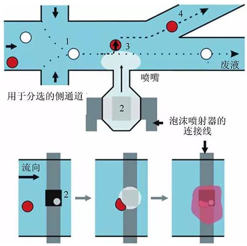 單細(xì)胞裂解 單細(xì)胞裂解