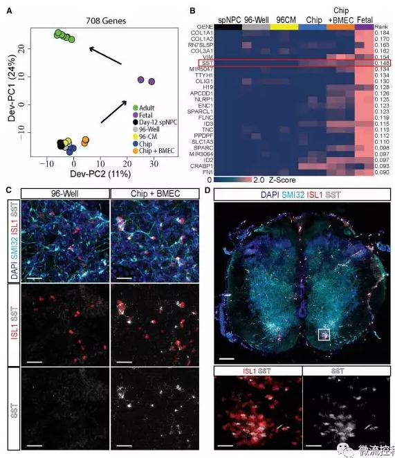 最新器官芯片技術(shù)為“漸凍人”點燃希望 最新器官芯片技術(shù)為“漸凍人”點燃希望
