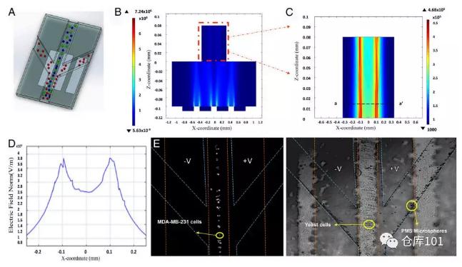圖4. 無標(biāo)記物分類分離細(xì)胞功能A)微流控芯片示意圖；B)微流控管道內(nèi)電勢分布計(jì)算圖；C)電勢分布局部放大；D)橫截面電勢分布圖；E)顯微照相圖