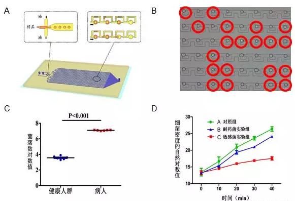 圖3A.液滴微流控芯片原理設(shè)計圖結(jié)構(gòu)包含上游的液滴生成區(qū)和下游的液滴捕獲區(qū)；B.利用液滴熒光成像分辨細菌陽性和陰性液滴；C.液滴數(shù)字化分析顯示健康人和尿路感染病人尿液細菌計數(shù)差別；D.液滴數(shù)字化分析顯示敏感和耐藥細菌對于抗生素的反應(yīng)。