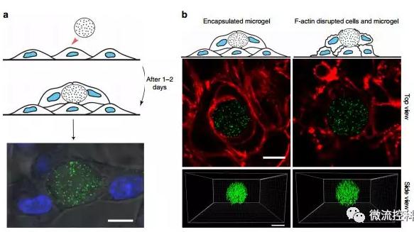 微流控技術(shù)開(kāi)發(fā)微型彈性球，可用于癌癥診斷