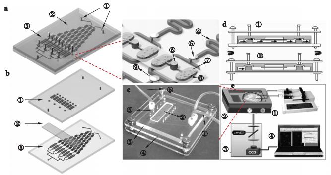 圖2海洋微藻培養(yǎng)及毒性篩選微流控芯片示意圖及實(shí)物圖 圖2海洋微藻培養(yǎng)及毒性篩選微流控芯片示意圖及實(shí)物圖