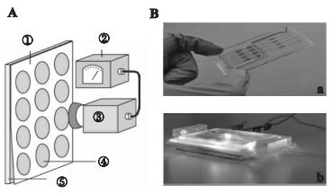 圖3微藻葉綠素?zé)晒鈾z測(cè)芯片 圖3微藻葉綠素?zé)晒鈾z測(cè)芯片