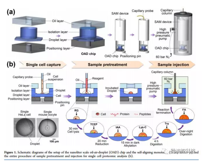 單細(xì)胞蛋白質(zhì) 單細(xì)胞蛋白質(zhì)