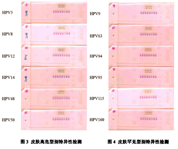 圖2皮膚低危型別中3小組組內特異性檢測