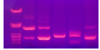 熒光探針的qPCR特異性