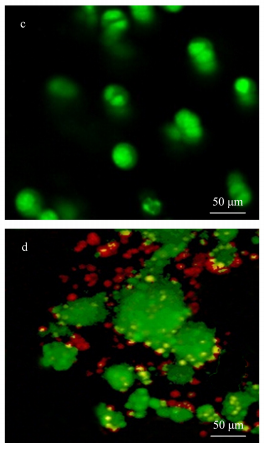 細(xì)胞熒光染色圖