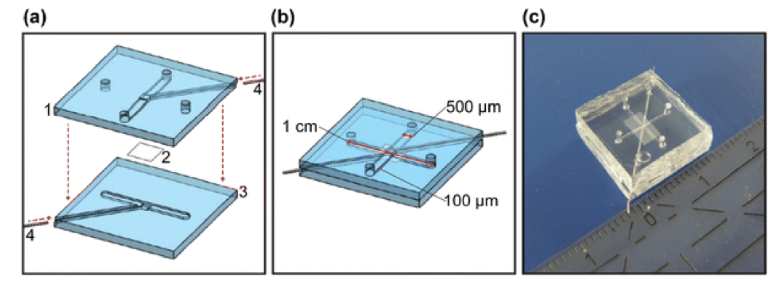 圖3.芯片層（a）和組裝芯片（b）的示意圖，以及Griep等人開發(fā)的片上BBB的圖片。（轉(zhuǎn)載自Griep等人）