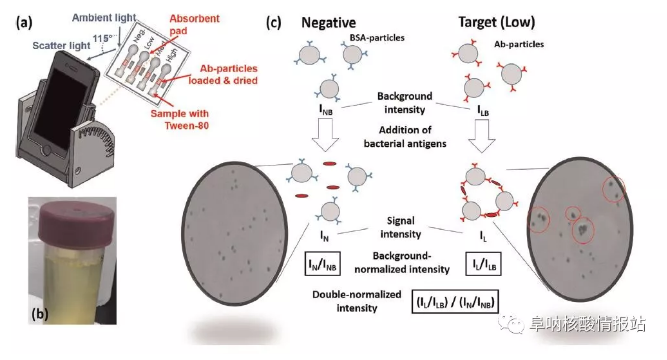 圖1. 基于智能手機的紙基微流控檢測大腸桿菌和淋球菌的示意圖