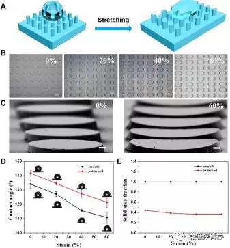 圖1. （A-C）形狀記憶微柱陣列結(jié)構(gòu)在拉伸至20%，40%及60%后的形貌連續(xù)可控變化，及在外力撤銷(xiāo)后形變維持；（D，E）形狀記憶微柱陣列可控拉伸形變后表面浸潤(rùn)特性改變及微結(jié)構(gòu)形貌改變