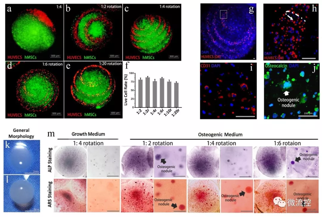 圖 3.基于人體內(nèi)皮細(xì)胞和骨髓間充質(zhì)干細(xì)胞的共培養(yǎng)模型實(shí)現(xiàn)體外類器官的制造