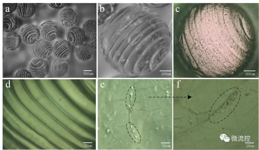 圖4.基于該方法制造的螺旋異質(zhì)凝膠微球