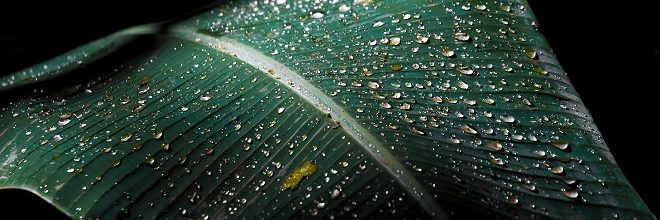 微流體環(huán)境培育干細(xì)胞走向商業(yè)化之旅 微流體環(huán)境培育干細(xì)胞走向商業(yè)化之旅