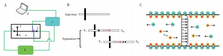 圖1微芯片電泳檢測(cè)原理。(A)微芯片電泳系統(tǒng)框圖,a-微芯片,b-分離高壓,c-信號(hào)發(fā)生與采集模塊,d-信號(hào)后處理模塊;(B)傳統(tǒng)微芯片電泳進(jìn)樣與分離示意圖;(C)電滲流及電泳引起的離子運(yùn)動(dòng)示意圖,veo-電滲流引起的運(yùn)動(dòng),vep-電泳引起的運(yùn)動(dòng)