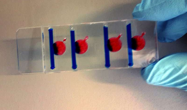 在四個(gè)腔室中的任何一個(gè)腔室中，可以產(chǎn)生影響細(xì)胞生長的不同條件。圖片來源：維也納科技大學(xué)