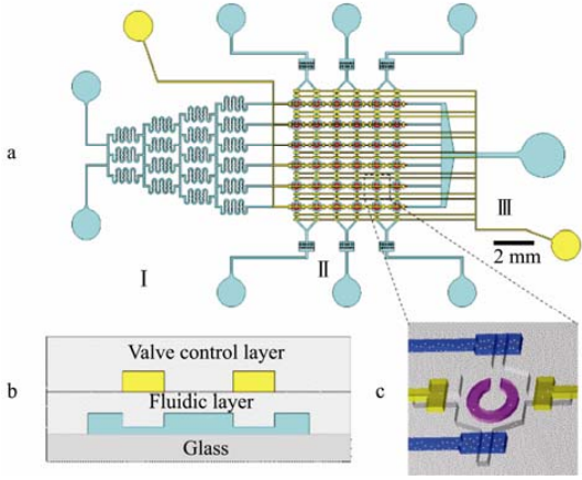 圖 1 微流控細(xì)胞陣列芯片設(shè)計(jì)示意圖