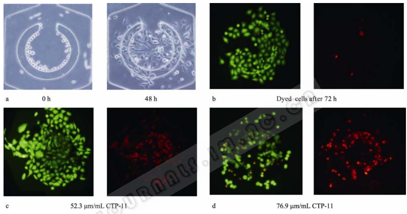圖 7 細(xì)胞在芯片培養(yǎng)腔的培養(yǎng)、藥物作用與檢測