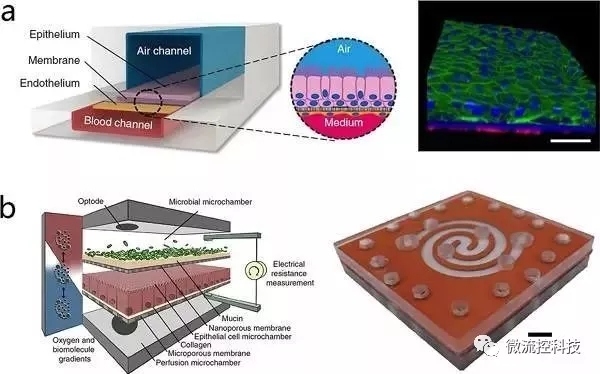 圖4.通過(guò)微流控技術(shù)構(gòu)建片層組織結(jié)構(gòu)