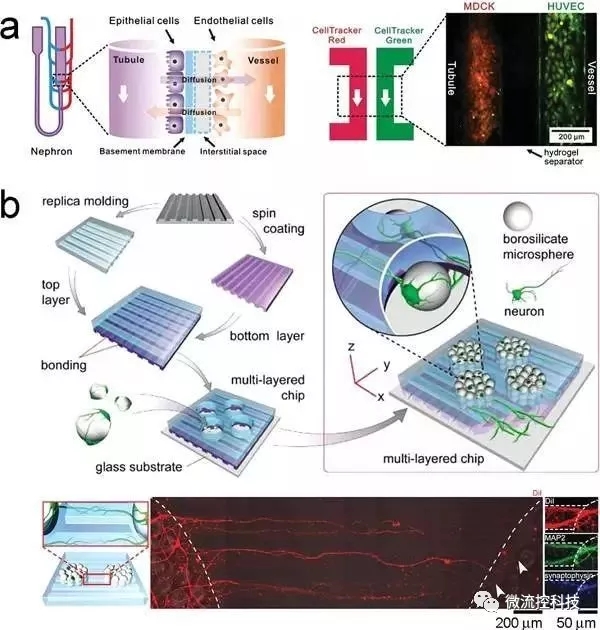 圖6.利用微流控芯片通過(guò)“一步法”合成組織。