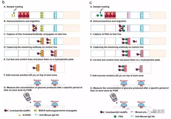 “微流控+智能手機血糖儀” 打造非血糖分子檢測平臺，量化評估DNA過氧化損傷
