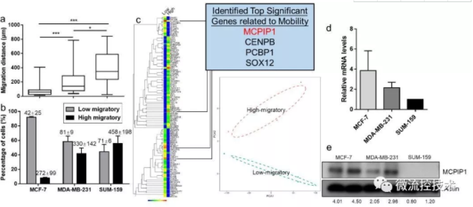 圖 2 低遷移能力的乳腺癌細(xì)胞呈現(xiàn)MCPIP1高表達(dá)