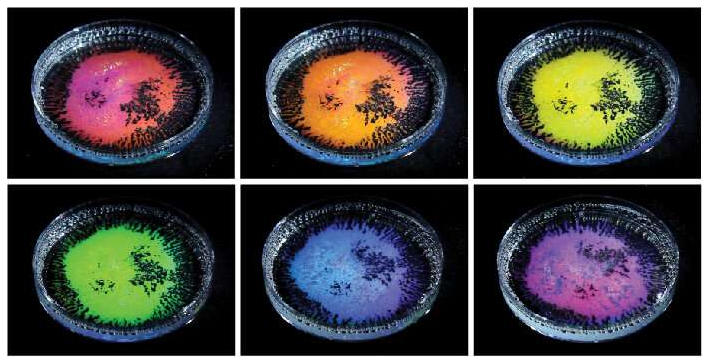 含有透明液滴乳液的培養(yǎng)皿，所述透明液滴乳液由不同密度的油和從不同角度拍攝的水基表面活性劑的混合物制成。當用白光照射時，油滴根據觀察方向反射不同的顏色。新的研究解釋了這種“結構顏色”是如何根據液滴的大小和曲率以及液滴的全內反射形成的。圖片來源：賓夕法尼亞州扎爾扎爾實驗室