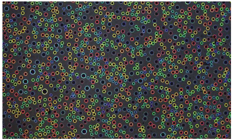 結構顏色來自清澈的水滴。凝聚在透明塑料片上的微米級水滴根據其尺寸反射不同的亮色。圖片來源：賓夕法尼亞州扎爾扎爾實驗室