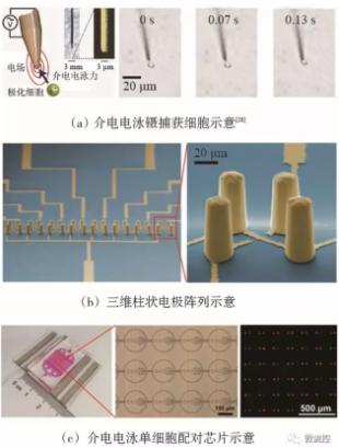 圖6 基于介電電泳技術(shù)的微流控芯片上的單細(xì)胞捕獲