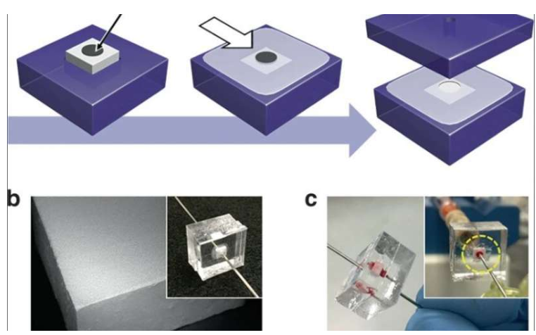 使用微流控整體裝置從血液中分離完整細(xì)菌
