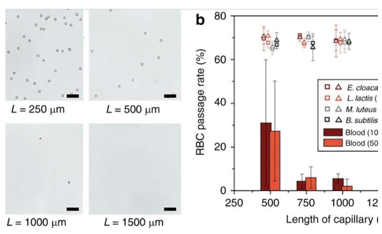 使用微流控整體裝置從血液中分離完整細(xì)菌