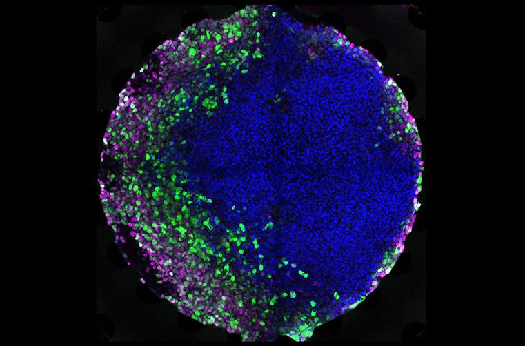在微流控芯片上培養(yǎng)胚胎干細(xì)胞 在微流控芯片上培養(yǎng)胚胎干細(xì)胞