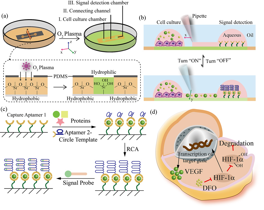 圖 2開放式液體壁微流控芯片裝置制作及檢測原理 圖 2開放式液體壁微流控芯片裝置制作及檢測原理