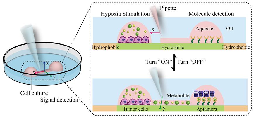 圖1. 開放式液體壁微流控芯片裝置上集成細(xì)胞培養(yǎng)及分泌蛋白檢測 圖1. 開放式液體壁微流控芯片裝置上集成細(xì)胞培養(yǎng)及分泌蛋白檢測
