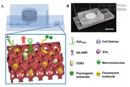東南大學研究人員開發(fā)了一種名為ExoIDchip的微流體芯片，用于細胞外囊泡的有效分離和靈敏定量