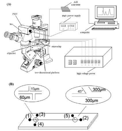 圖2.使用倒置顯微鏡和PMT檢測(cè)器在單個(gè)紅細(xì)胞分析中進(jìn)行微流控芯片電泳。