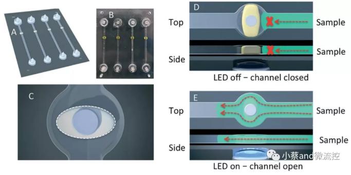 圖1. LED燈控制下光敏水凝膠閥的開啟和閉合