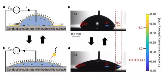 含有離子型表面活性劑的水滴在硅基片上收縮和鋪展，其接觸角隨直流電壓改變。 