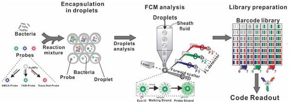 Figure 1.用于超復(fù)合細(xì)菌表型的SDwalker-Drop平臺的示意圖 Figure 1.用于超復(fù)合細(xì)菌表型的SDwalker-Drop平臺的示意圖
