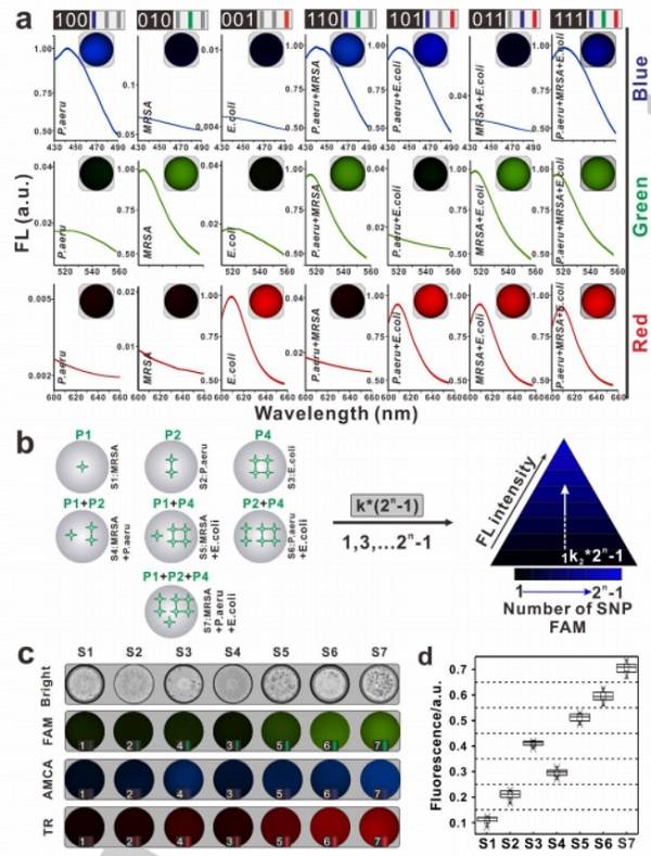 使用基于SDwalker-Drop的顏色或強(qiáng)度編碼條形碼對細(xì)菌進(jìn)行多重分析 使用基于SDwalker-Drop的顏色或強(qiáng)度編碼條形碼對細(xì)菌進(jìn)行多重分析