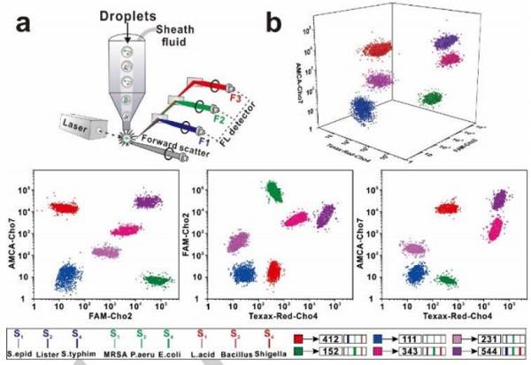 使用基于SDwalker-Drop的顏色和強(qiáng)度編碼條形碼進(jìn)行實(shí)際樣品分析 使用基于SDwalker-Drop的顏色和強(qiáng)度編碼條形碼進(jìn)行實(shí)際樣品分析